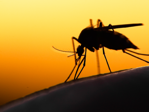 Sai perché….. le zanzare pungono solo alcune persone e non altre?