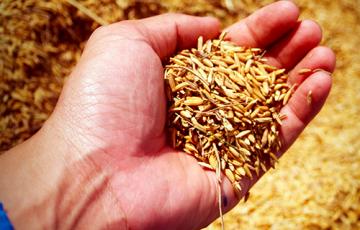 grano antico grano antico